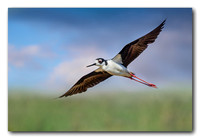 Black Neck Stilt in Flight