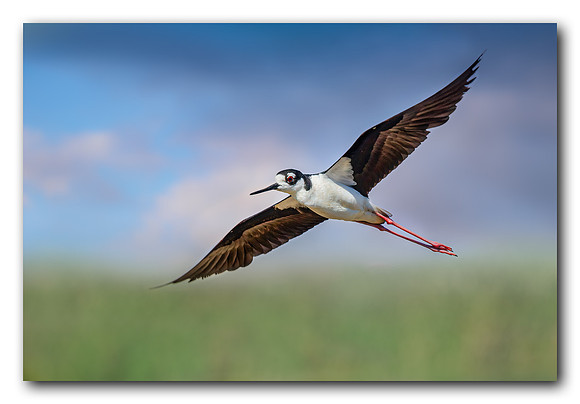 Black Neck Stilt in Flight