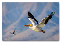 Soaring over the mountains