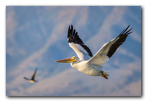 Soaring over the mountains