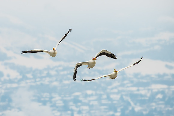 Group-Flight-of-Pelican