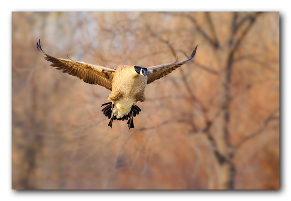 Soaring goose