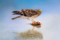 Harrier Eating