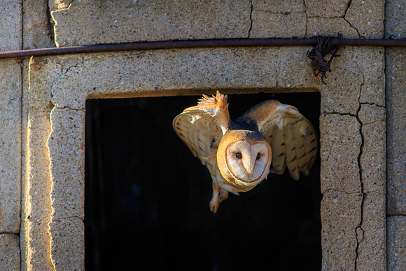 Barn Owl Take Off