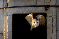 Barn Owl Take Off