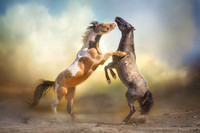 Fighting Stallions