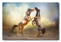 Fighting Stallions