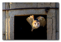 Barn Owl Take Off