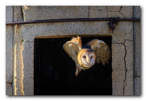 Barn Owl Take Off