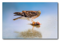 Harrier Eating