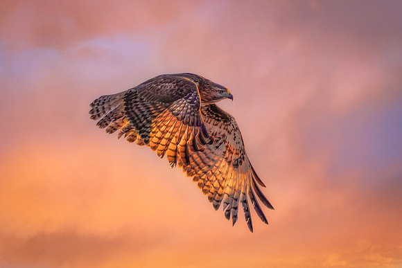 Red Tail Hawk Sunset