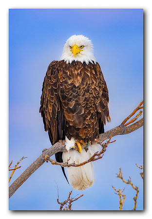 Bald Eagle