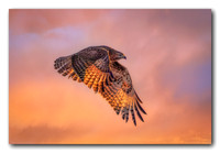 Red Tail Hawk Sunset