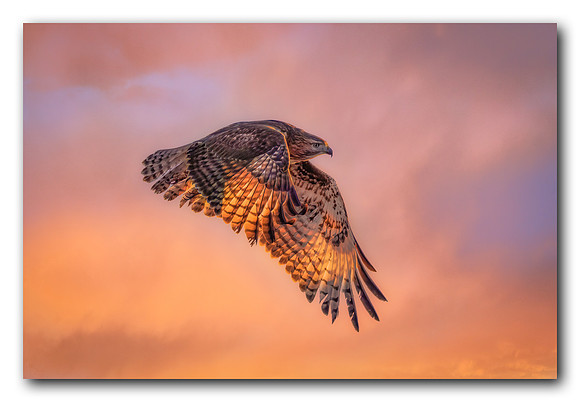 Red Tail Hawk Sunset