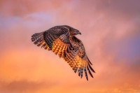 Red Tail Hawk Sunset