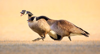 Canadian Geese Talk