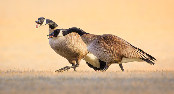 Canadian Geese Talk