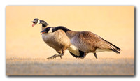 Canadian Geese Talk