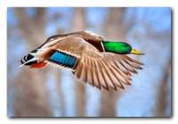 Drake Mallard in Flight