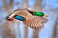 Drake Mallard in Flight