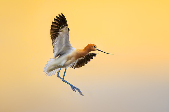American Avocet Surise