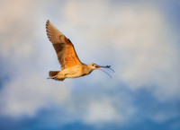Long Billed Curlew