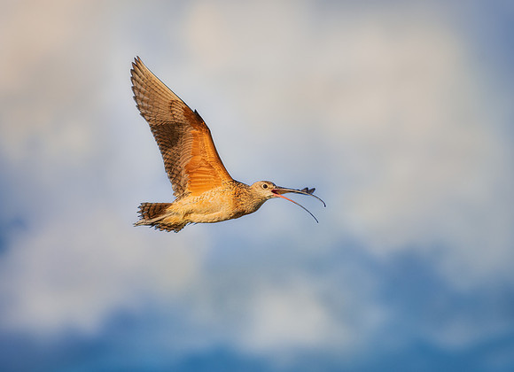 Long Billed Curlew