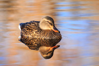 Hen Mallard