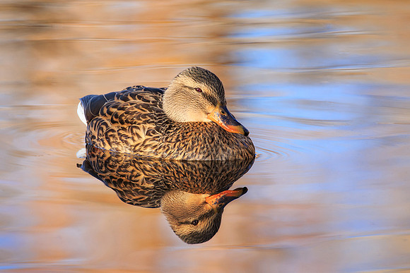 Hen Mallard