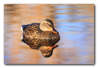 Hen Mallard