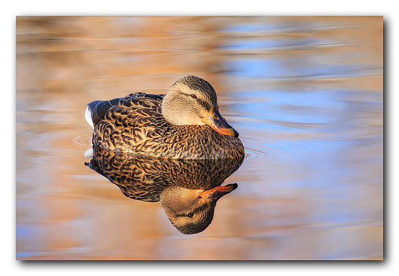 Hen Mallard