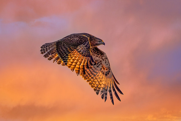 Red Tail Hawk Flight