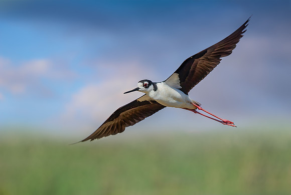 Black Necked Stilt 100