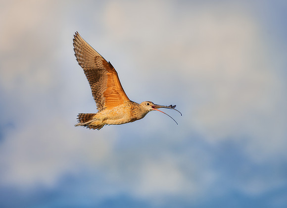 Long Billed Curlew 100