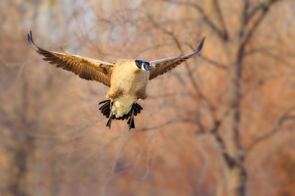 Canadian goose 206 Master copyWebsite