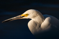 Snowy-Egret-Portrait