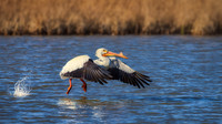 American-White-Pelican_403-Master