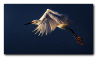 Snowy Egret Flight