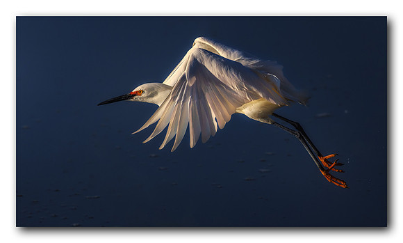 Snowy Egret Flight