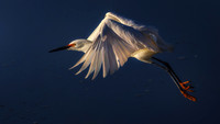 Snowy Egret Flight