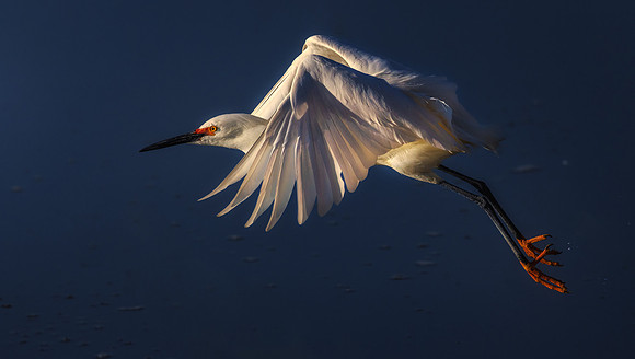Snowy Egret Flight