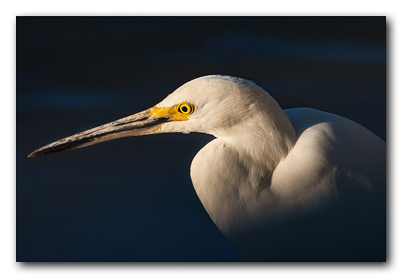 Snowy Egret Portrait