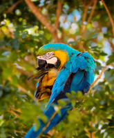Parrot  229