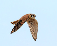 Kestrel 425