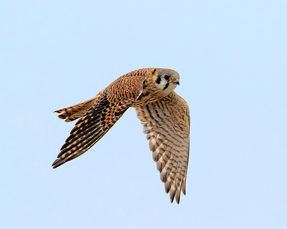 Kestrel 425