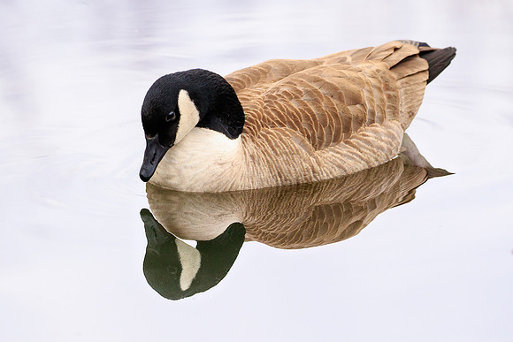 Canadian Goose 1303