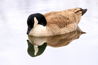 Canadian Goose 1303