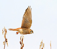 Kestrel 419