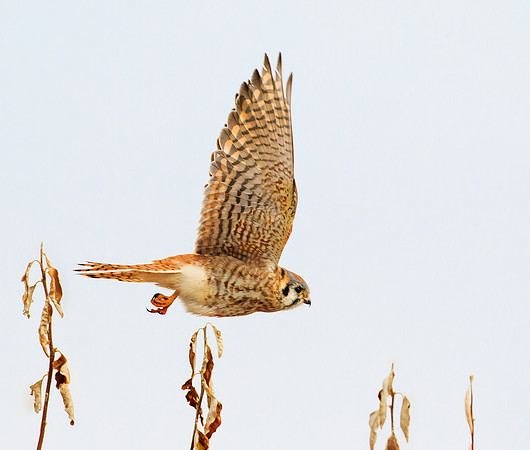 Kestrel 419