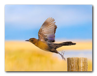 Take Off